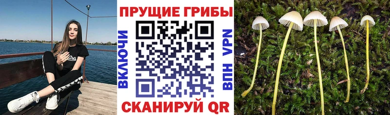 Псилоцибиновые грибы мицелий Можайск